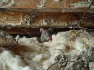 Mouse in home's attic, between fiberglass insulation.